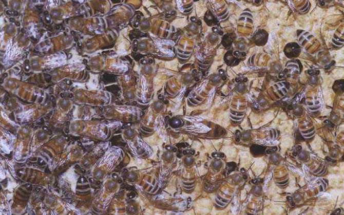 喀爾巴阡蜂的形態(tài)特征(喀爾巴阡蜂的歷史介紹) 喀爾巴阡蜂的形態(tài)特征(喀爾巴阡蜂的歷史介紹)