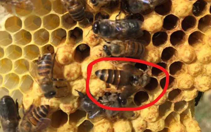 中國一共有多少種蜜蜂(中國有多少種蜜蜂) 中國一共有多少種蜜蜂(中國有多少種蜜蜂)