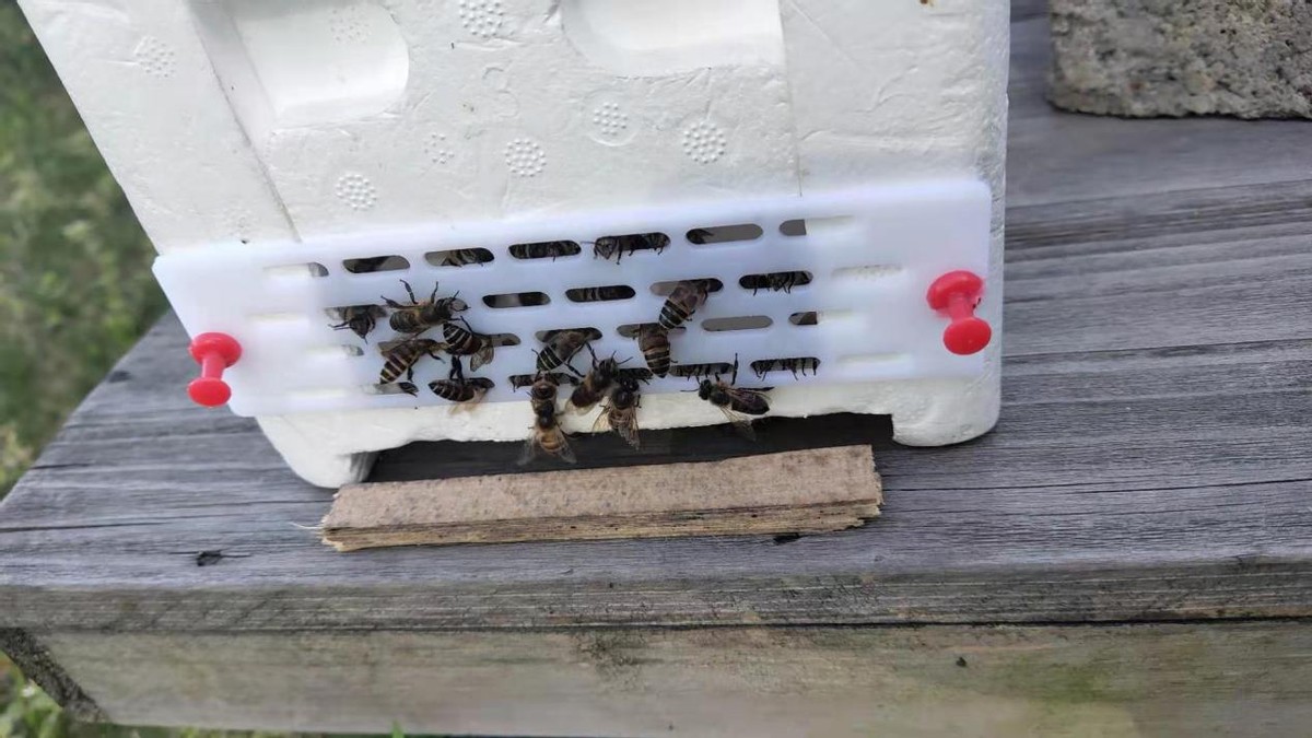 中蜂王防逃片孔洞尺寸大小(防逃片怎么起不到作用) 中蜂王防逃片孔洞尺寸大小(防逃片怎么起不到作用)