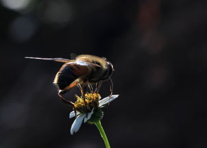 松丹一號最大群勢是多少框(松丹一號蜂強群能維持多大群勢) 松丹一號最大群勢是多少框(松丹一號蜂強群能維持多大群勢)