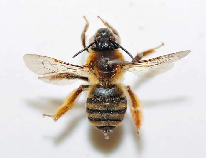 切葉蜂的生活習性 切葉蜂的生活習性