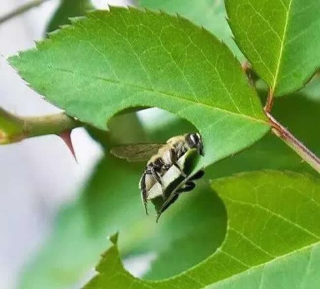 切葉蜂的生活習性 切葉蜂的生活習性