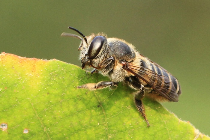 切葉蜂的生活習性 切葉蜂的生活習性