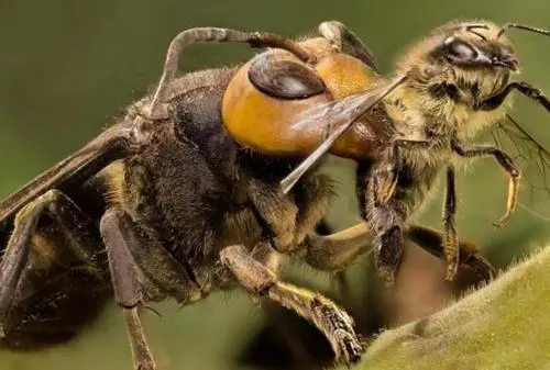 虎頭蜂和蜜蜂有什么區(qū)別（虎頭蜂是什么蜂）