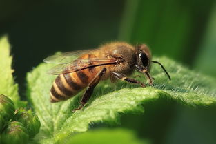 怎么快速處理產卵工蜂（工蜂產卵的快速處理方法）