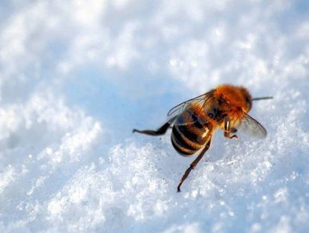 白糖喂蜜蜂的正確方法(給蜜蜂喂白糖的方法) 白糖喂蜜蜂的正確方法(給蜜蜂喂白糖的方法)