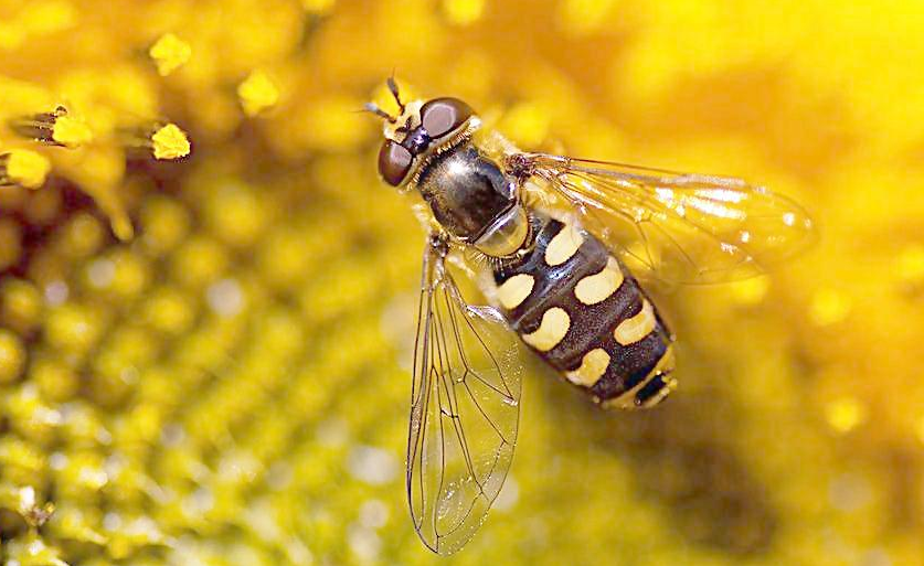 蜂王婚飛前征兆有哪些(怎么知道蜂王要婚飛) 蜂王婚飛前征兆有哪些(怎么知道蜂王要婚飛)