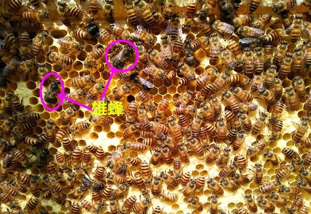 蜜蜂的社會結構是什么(蜜蜂的社會生活) 蜜蜂的社會結構是什么(蜜蜂的社會生活)