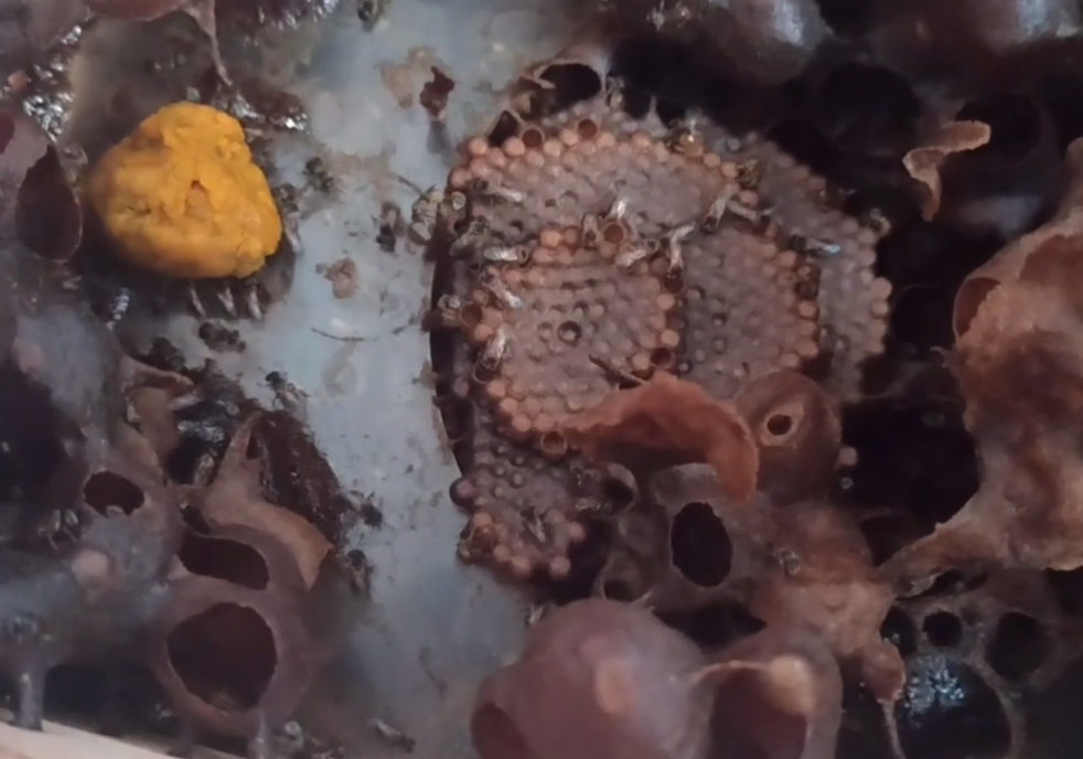 酸蜂有幾個(gè)品種(“酸蜂”是什么) 酸蜂有幾個(gè)品種(“酸蜂”是什么)