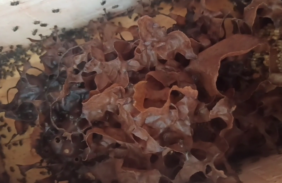 酸蜂有幾個(gè)品種(“酸蜂”是什么) 酸蜂有幾個(gè)品種(“酸蜂”是什么)