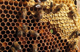 蜜蜂一天新出多少工蜂(一群蜜蜂一天有多少蜜蜂出巢) 蜜蜂一天新出多少工蜂(一群蜜蜂一天有多少蜜蜂出巢)