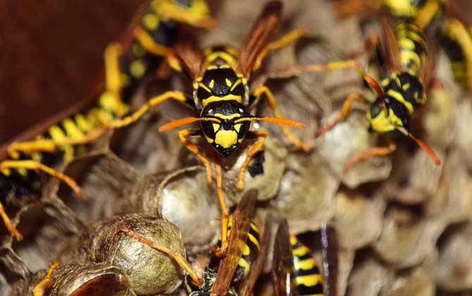 馬蜂蟄了幾個小時算安全
