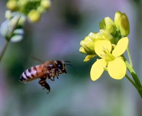 有關(guān)蜂的詩詞 有關(guān)蜂的詩詞
