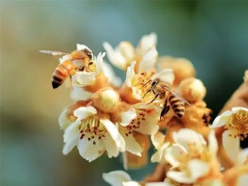 有關(guān)蜂的詩詞 有關(guān)蜂的詩詞