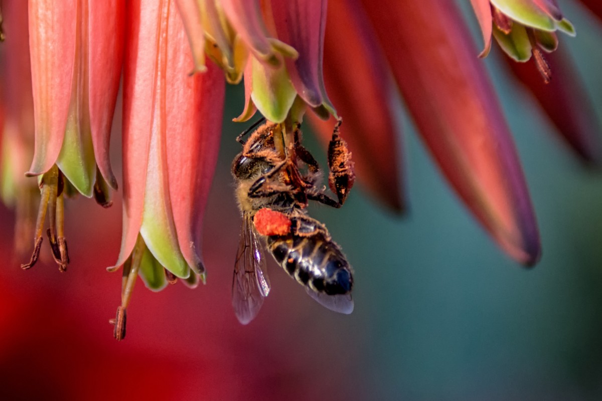 南非63只企鵝被蜜蜂蟄死,企鵝不是只在南極嗎?非洲也有 南非63只企鵝被蜜蜂蟄死,企鵝不是只在南極嗎?非洲也有?