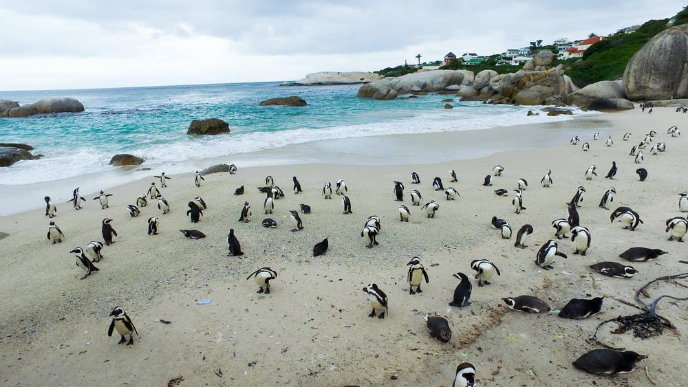 南非63只企鵝被蜜蜂蟄死,企鵝不是只在南極嗎?非洲也有 南非63只企鵝被蜜蜂蟄死,企鵝不是只在南極嗎?非洲也有?
