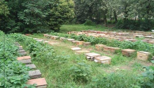 養20窩虎頭蜂一年利潤(養殖二十箱蜜蜂一年收入有多少)