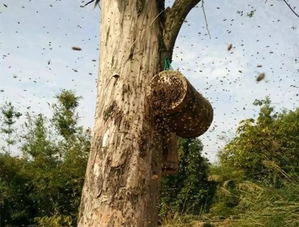 養20窩虎頭蜂一年利潤(養殖二十箱蜜蜂一年收入有多少) 養20窩虎頭蜂一年利潤(養殖二十箱蜜蜂一年收入有多少)
