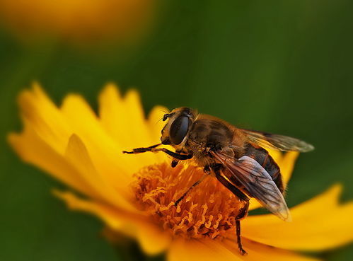 工蜂與蜂王隔得太遠會感覺失王嗎(中蜂蜂群失王有什么表現(xiàn)) 工蜂與蜂王隔得太遠會感覺失王嗎(中蜂蜂群失王有什么表現(xiàn))