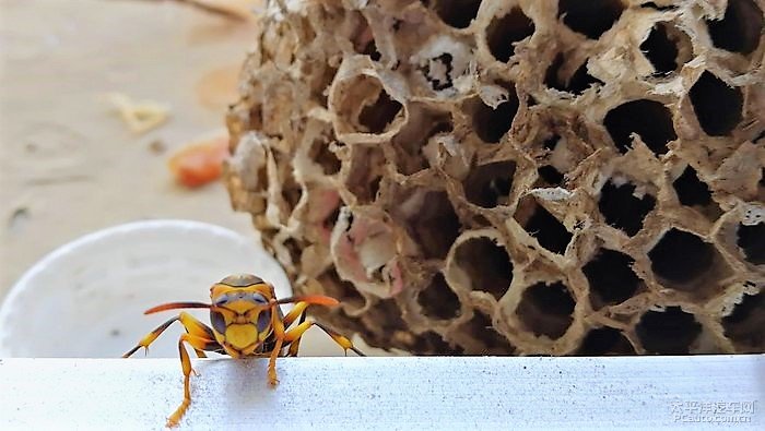 養殖馬蜂應具備哪些條件(馬蜂人工飼養技術) 養殖馬蜂應具備哪些條件(馬蜂人工飼養技術)