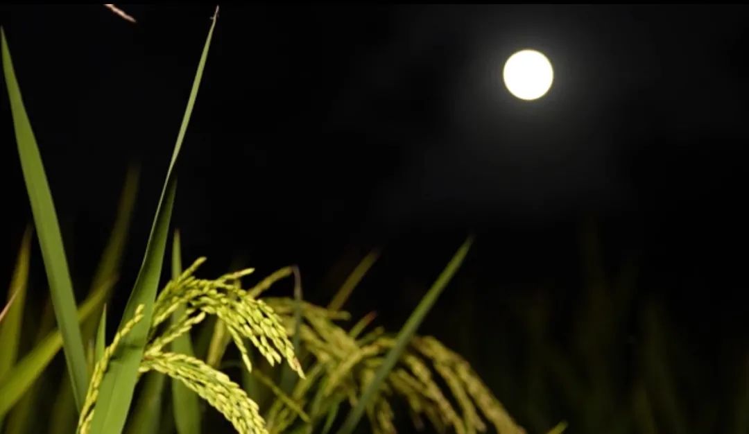 中秋的月亮沒看夠?高清美圖來了 沒看著中秋的月亮?高清美圖來了