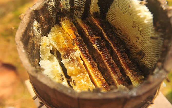 蜂蜜的歷史起源 蜂蜜的歷史起源