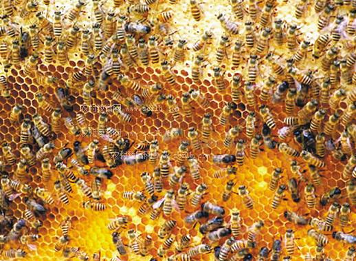 蜜蜂雄蜂會蟄人嗎(雄蜂為什么沒有蟄) 蜜蜂雄蜂會蟄人嗎(雄蜂為什么沒有蟄)