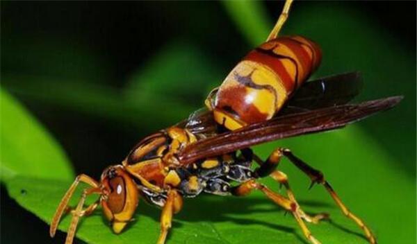 中國(guó)大虎頭蜂的毒屬什么性(被虎頭蜂咬了怎么處理?) 中國(guó)大虎頭蜂的毒屬什么性(被虎頭蜂咬了怎么處理?)