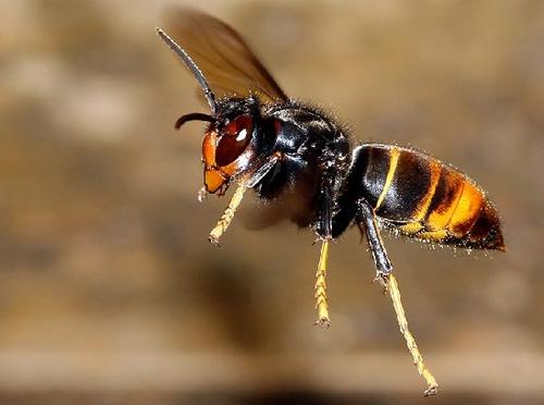 中國(guó)大虎頭蜂的毒屬什么性(被虎頭蜂咬了怎么處理?) 中國(guó)大虎頭蜂的毒屬什么性(被虎頭蜂咬了怎么處理?)