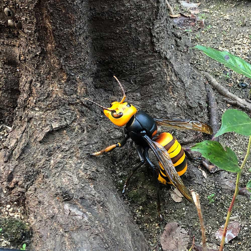 中國(guó)大虎頭蜂的毒屬什么性(被虎頭蜂咬了怎么處理?) 中國(guó)大虎頭蜂的毒屬什么性(被虎頭蜂咬了怎么處理?)