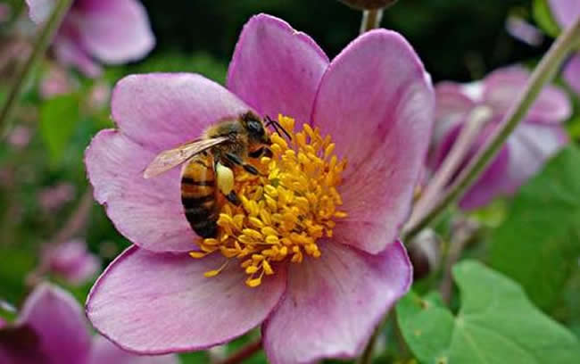 【蜜蜂知識】蜜蜂蟄了如何消腫止癢? 【蜜蜂知識】蜜蜂蟄了如何消腫止癢?