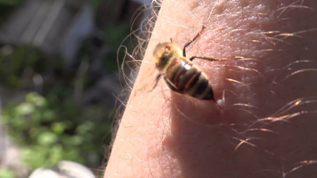 【蜜蜂知識】蜜蜂蟄了如何消腫止癢? 【蜜蜂知識】蜜蜂蟄了如何消腫止癢?