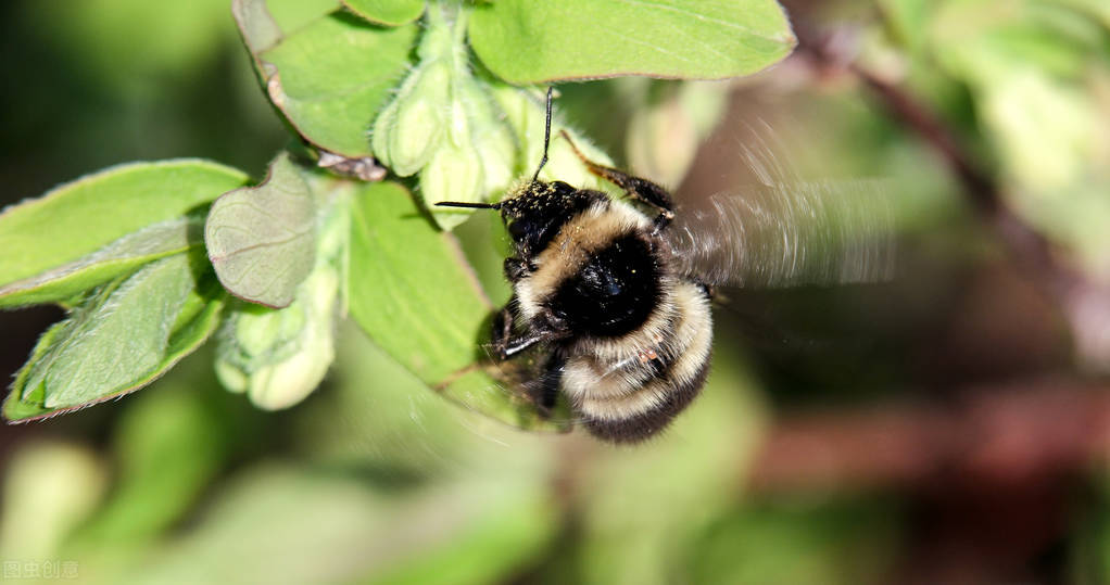 熊蜂授粉的好處(熊蜂能養嗎) 熊蜂授粉的好處(熊蜂能養嗎)