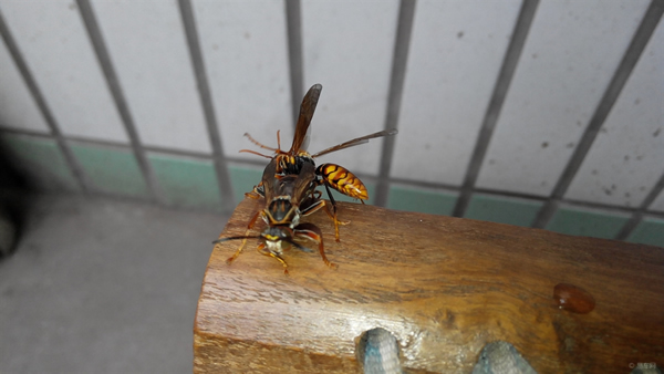 手被馬蜂蜇了怎么辦？幾天消腫？(附帶怎么消腫止痛)