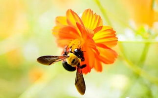 蜂群中老蜂一般在什么位置(如何從分蜂團位置判斷老蜂巢位置) 蜂群中老蜂一般在什么位置(如何從分蜂團位置判斷老蜂巢位置)