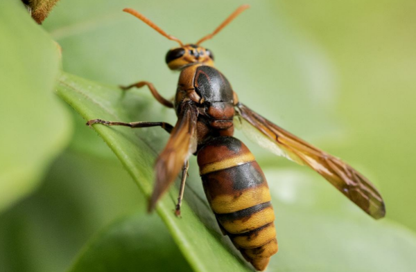 打死一只馬蜂會(huì)報(bào)復(fù)嗎（打死馬蜂會(huì)被其他馬蜂報(bào)復(fù)嗎）