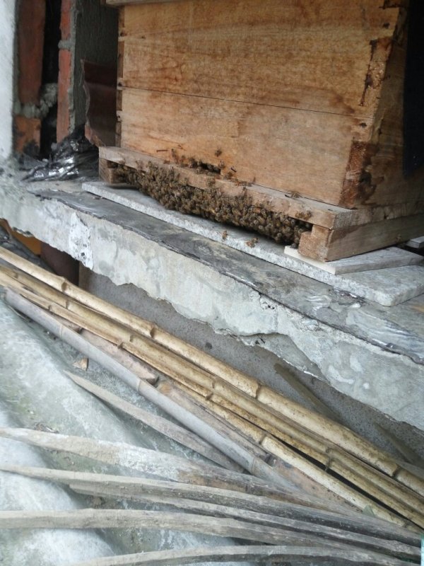 新手養(yǎng)蜜蜂最好什么時候養(yǎng)(新手養(yǎng)蜂十一忌,一般從什么季節(jié)開始) 新手養(yǎng)蜜蜂最好什么時候養(yǎng)(新手養(yǎng)蜂十一忌,一般從什么季節(jié)開始)