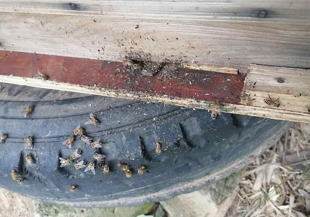 新手養(yǎng)蜜蜂最好什么時候養(yǎng)(新手養(yǎng)蜂十一忌,一般從什么季節(jié)開始) 新手養(yǎng)蜜蜂最好什么時候養(yǎng)(新手養(yǎng)蜂十一忌,一般從什么季節(jié)開始)