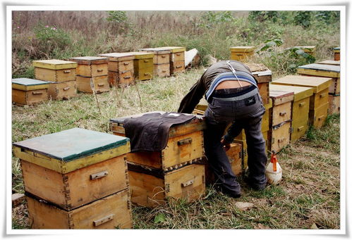 蜂王一個月產幾次卵(產卵少是什么原因) 蜂王一個月產幾次卵(產卵少是什么原因)