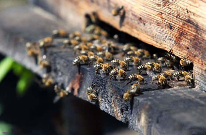 琿春黑蜂 琿春黑蜂