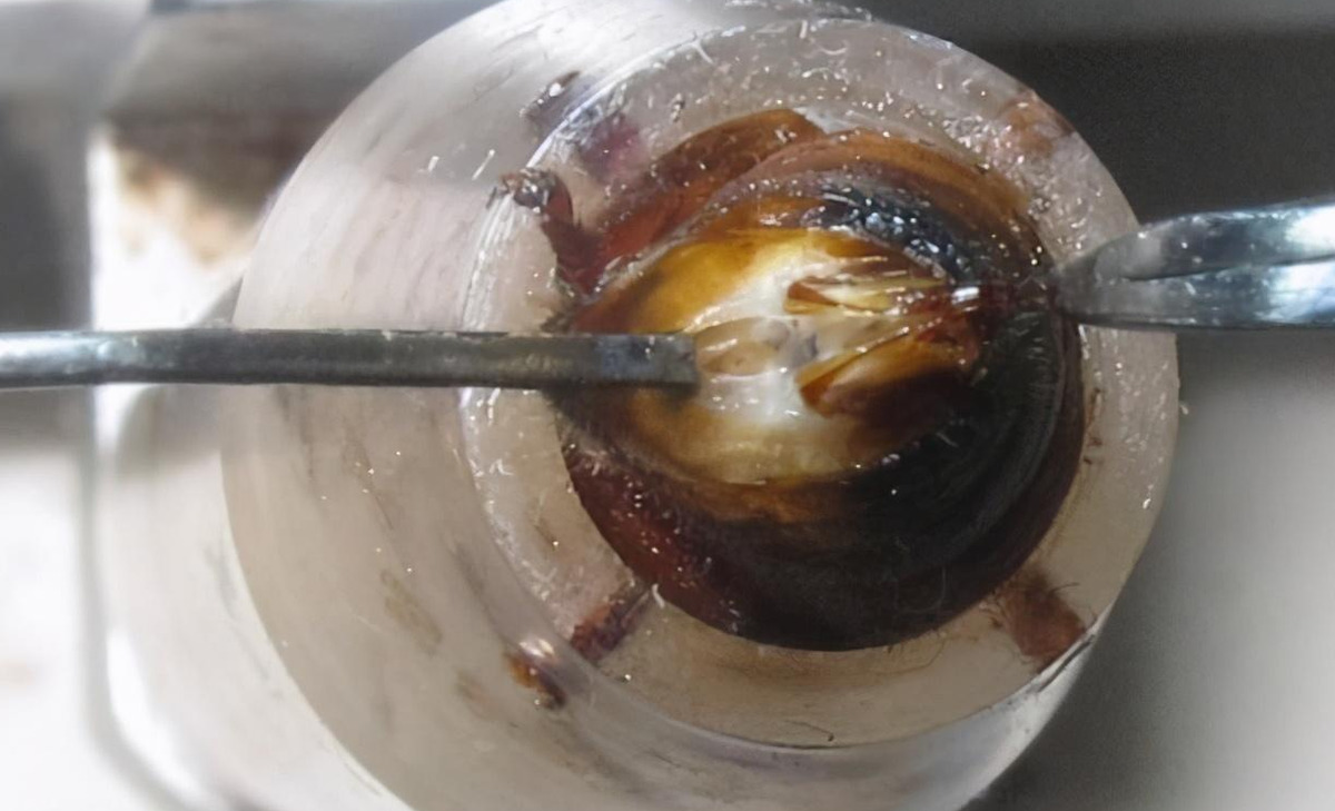 產(chǎn)雄蜂的王如何人工授精（蜂王人工授精技術(shù)視頻）