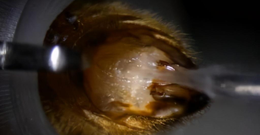 產(chǎn)雄蜂的王如何人工授精（蜂王人工授精技術(shù)視頻）