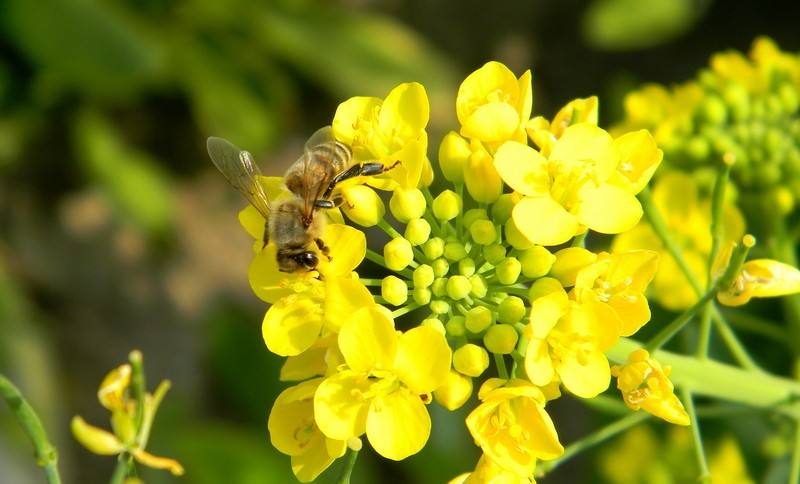 一只蜜蜂一生能采多少蜜？
