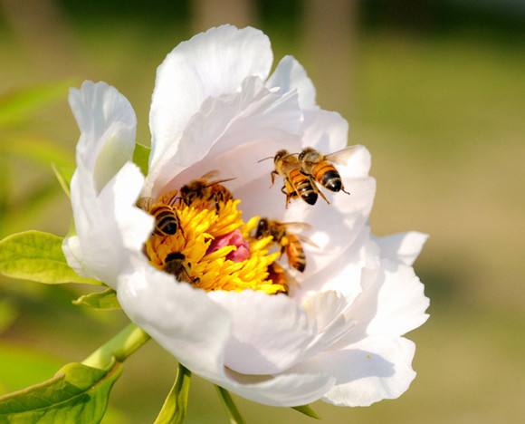 一脾蜜蜂快速繁殖方法 一脾蜜蜂快速繁殖方法
