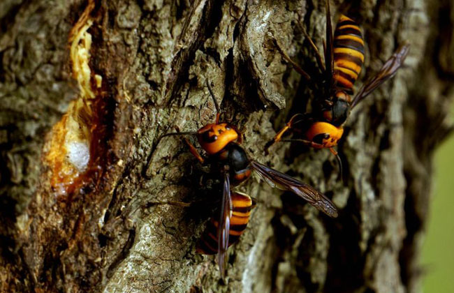 怎樣養(yǎng)殖胡蜂（胡蜂養(yǎng)殖技術(shù)）