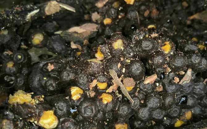 酸蜂蜜的營(yíng)養(yǎng)價(jià)值(酸蜂蜜的藥用價(jià)值) 酸蜂蜜的營(yíng)養(yǎng)價(jià)值(酸蜂蜜的藥用價(jià)值)