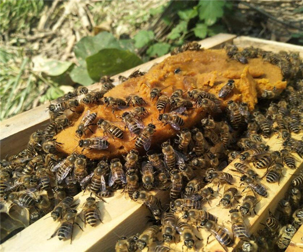 蜂王和工蜂同時產卵怎么辦(有蜂王工蜂產卵怎么辦) 蜂王和工蜂同時產卵怎么辦(有蜂王工蜂產卵怎么辦)