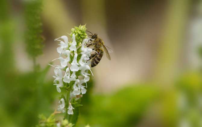 被馬蜂蟄了是好兆頭嗎(為什么老人說被蜜蜂蟄是好事) 被馬蜂蟄了是好兆頭嗎(為什么老人說被蜜蜂蟄是好事)