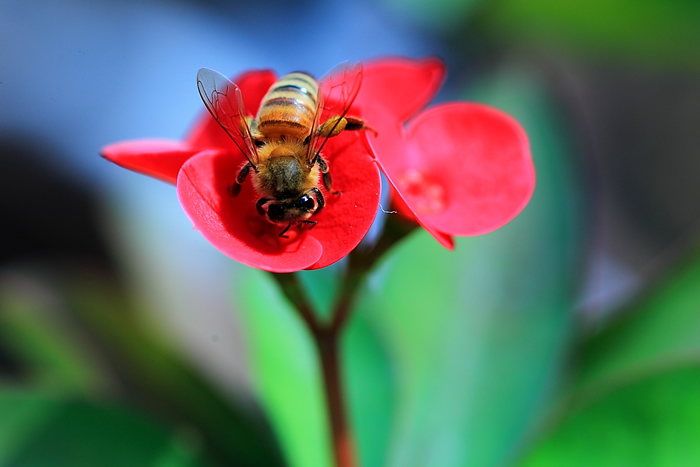中蜂分蜂失王后怎么辦呢？