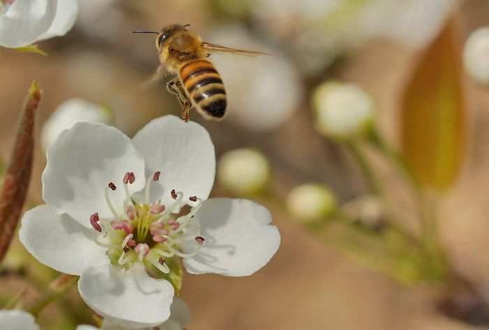 中蜂分蜂失王后怎么辦呢？